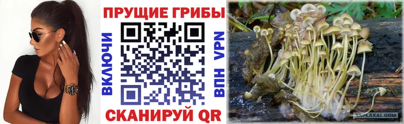 Галлюциногенные грибы мицелий  Урус-Мартан 